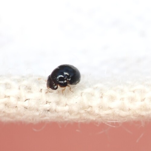 Cybocephalus