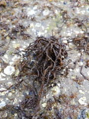 Melanosiphon intestinalis