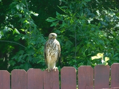 Buteo lineatus