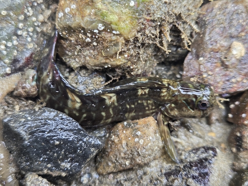 Rippled Rockskipper