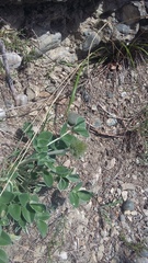 Hedysarum candidum
