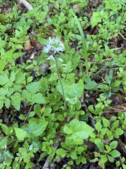 Tiarella austrina