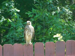 Buteo lineatus
