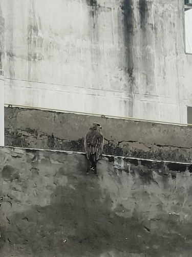Black Kite