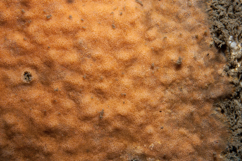 Parasmittina trispinosa