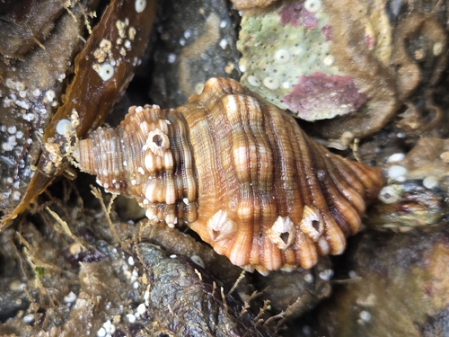Spengler's Trumpet Snail