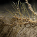 Common Wiry Feather Hydroid - Photo (c) Bernard Picton, some rights reserved (CC BY), uploaded by Bernard Picton