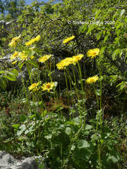 Doronicum columnae