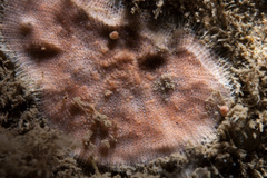Schizomavella linearis