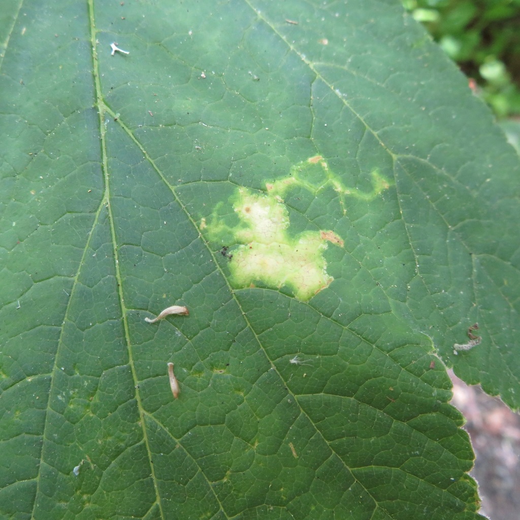 Phytomyza tlingitica