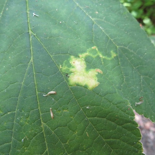 Phytomyza tlingitica
