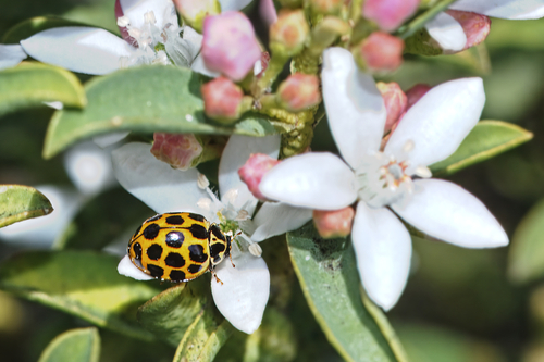 Large Spotted Ladybird