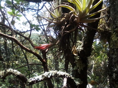 Tillandsia erubescens
