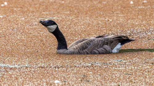 Canada Goose