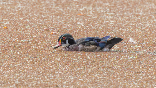 Wood Duck