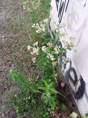 Pseudognaphalium undulatum