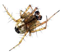 Mangora acalypha