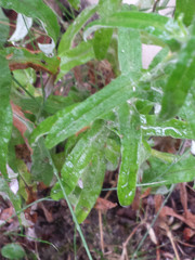 Pseudognaphalium undulatum