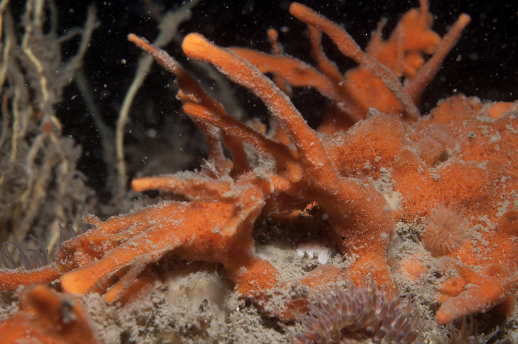 carrot-sponge