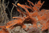 Shredded Carrot Sponge - Photo (c) Bernard Picton, some rights reserved (CC BY), uploaded by Bernard Picton