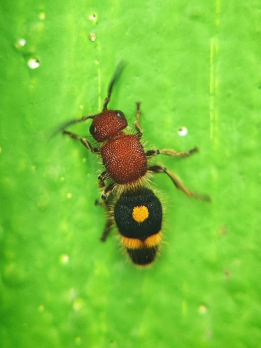 Odontomutilla uranioides