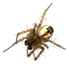 Mangora acalypha