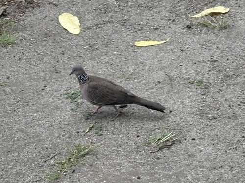 Spotted Dove