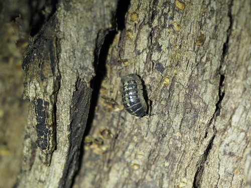 Common Pill Woodlouse