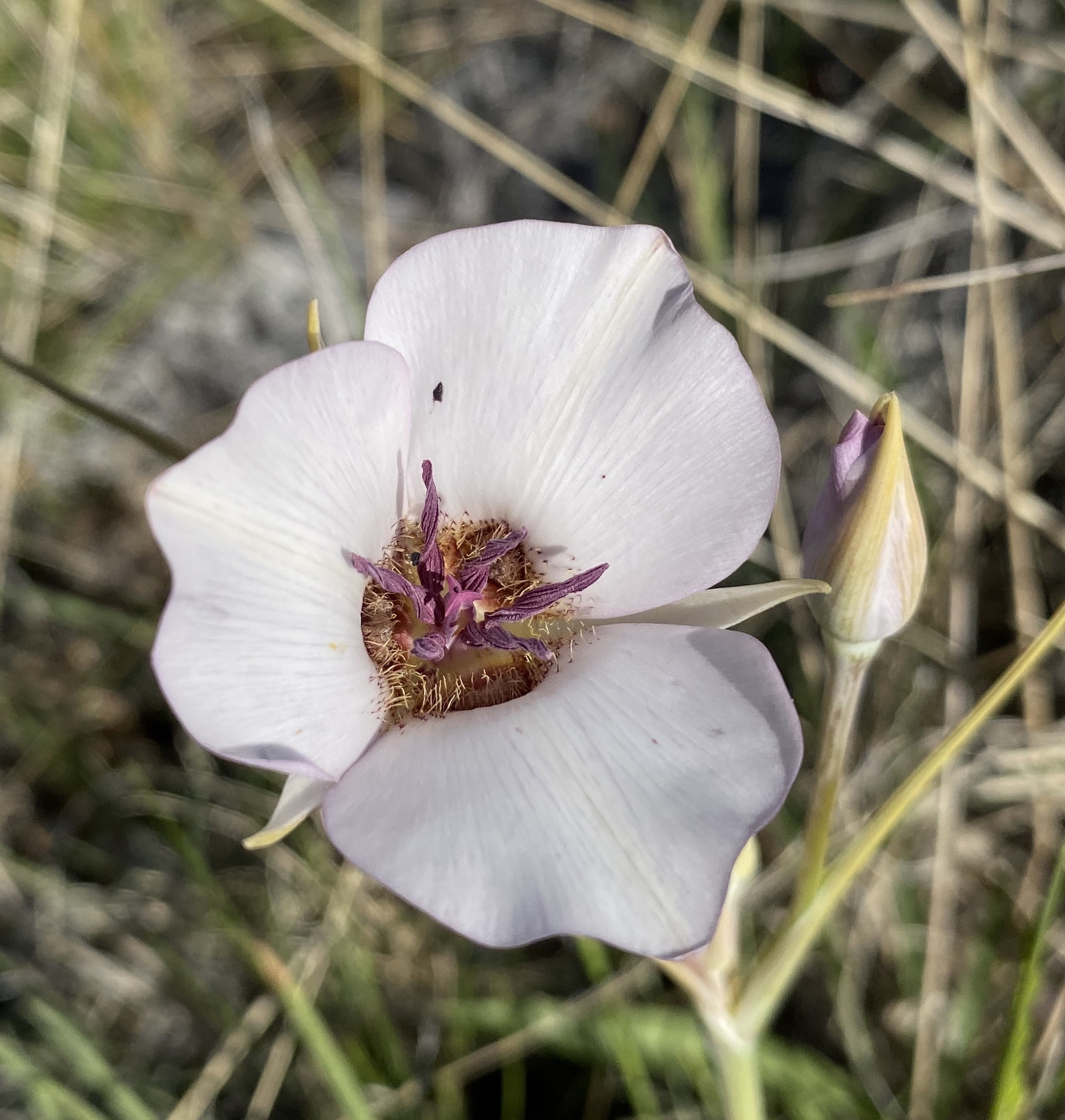 Calochortus excavatus