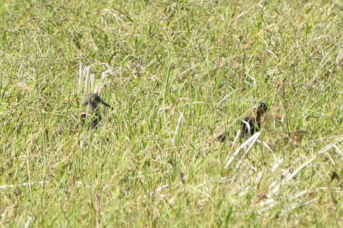 iNaturalist image