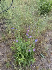Penstemon spectabilis spectabilis