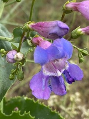 Penstemon spectabilis spectabilis