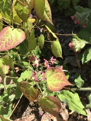 Epimedium