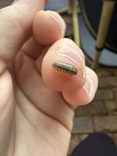 Common Pill Woodlouse