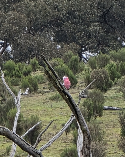 Galah