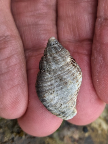 Cantharus fumosus observed 2026-08-26