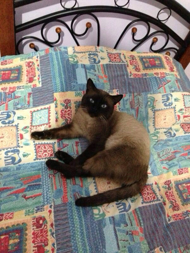 Domestic Cat