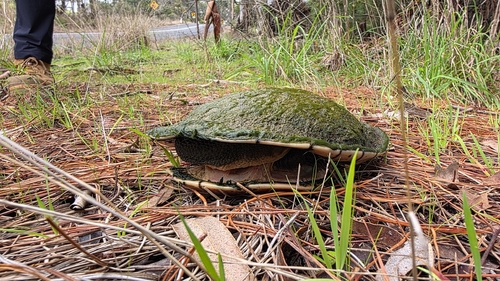 Eastern Snake-necked Turtle