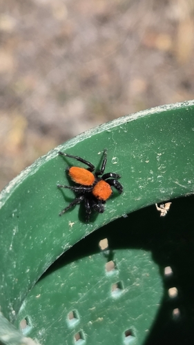 Apache Jumping Spider