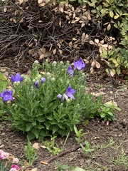 Platycodon