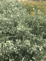 Atriplex lentiformis breweri