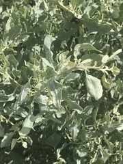 Atriplex lentiformis breweri