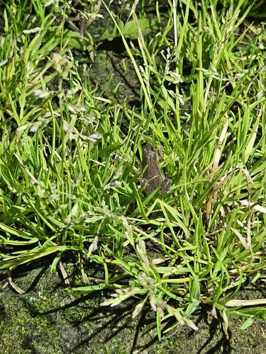 Boreal Chorus Frog