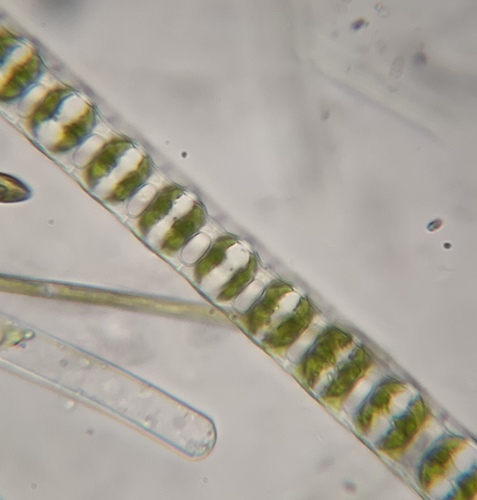 Desmidium baileyi observed 2026-08-05