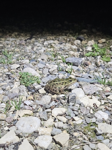 Northern Leopard Frog