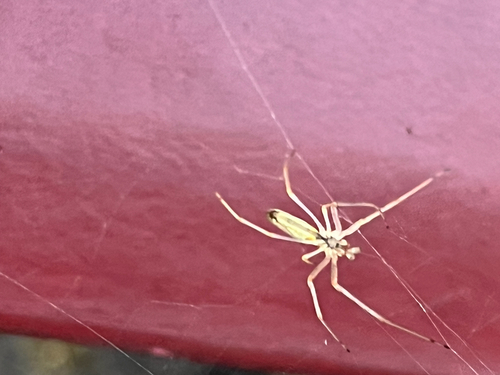 iNaturalist observation photo of Stretch Spiders