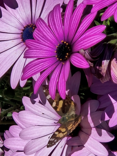 Australian Painted Lady