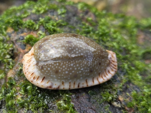 Eroded Cowry