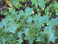 Ribes lacustre, photograph (c) Caleb Catto, some rights reserved (CC BY)