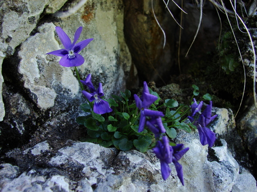 Image of Viola alpina by (c) xulescu_g, some rights reserved (CC BY-SA)